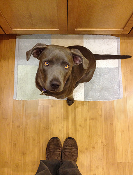 Rosie in the Kitchen