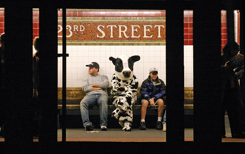 Subway Cow (NYC, New York)