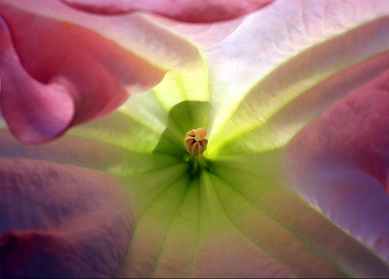 Brugmansia