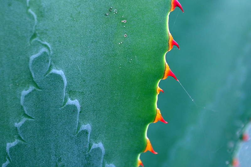 Cactus (Paricutin, Mexico)