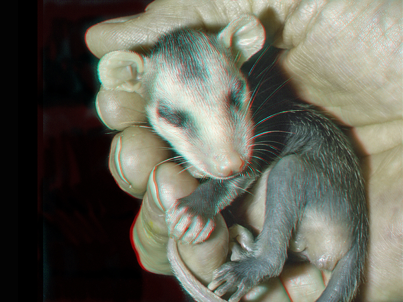 Orphaned Opossum