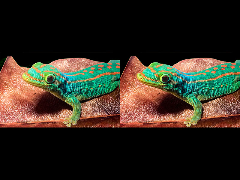 Rainbow Gecko